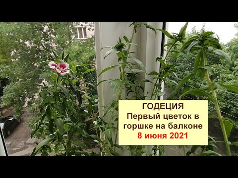 Видео: Расцвела годеция. ч. 11. в горшке на балконе.