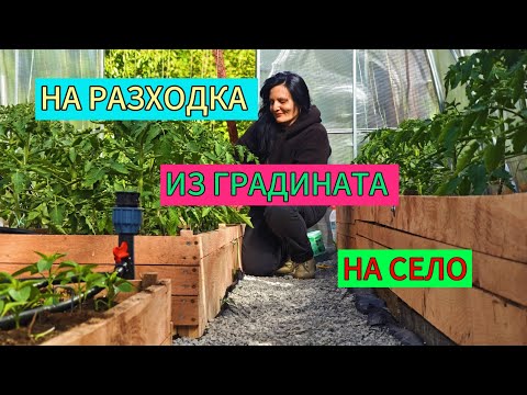 Видео: В градината с нас: връзваме домати, говорим с пчели и се радваме на пролетта!🌿☀️