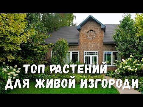 Видео: Живая изгородь из гортензии. Ландшафтный дизайн участка. Создаем живой забор.