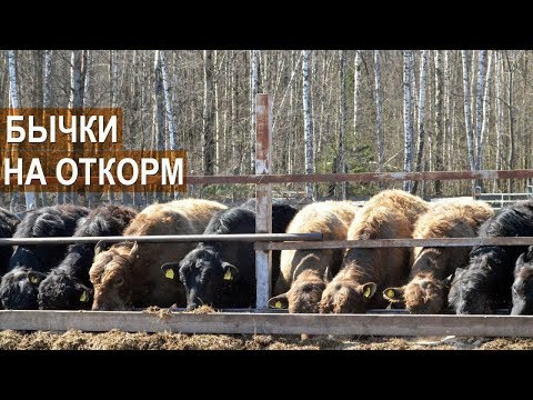 Видео: Разведение КРС галловейской породы. Бычки на откорме. ЭкоФерма Горчичная поляна