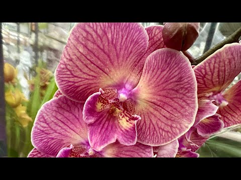 Видео: 💙💛Чудові ОРХІДЕЇ біг ліпи від Bohemian🤩Ціни в Епіцентрі на #phalaenopsis #київ