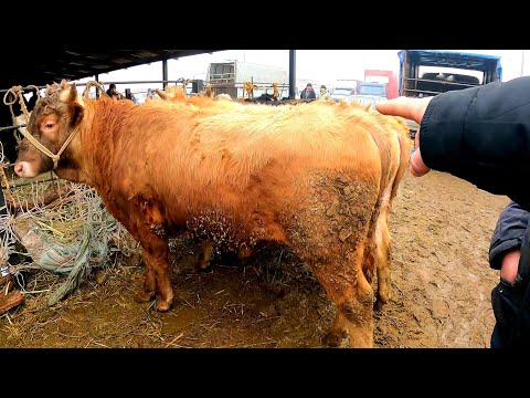 Видео: БӘЙДІБЕК БИ МАЛ БАЗАРЫ (МАЛОВОДНЫЙ)19.02.2023 ІРІ ҚАРА БАҒАЛАРЫ