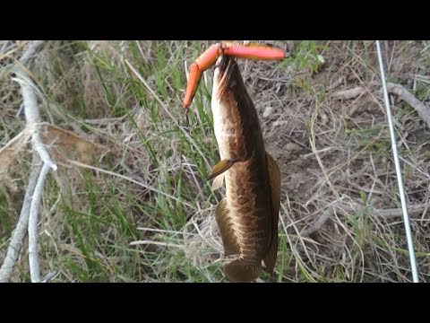 Видео: Рыбалка в Дунчах 150км от Уштобе 3-4.08.19