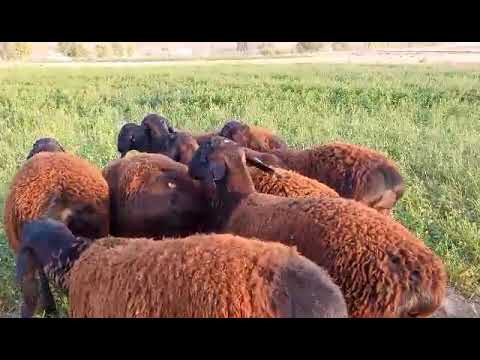 Видео: 14 октябр Миррахим Чорбог +992927527259👈