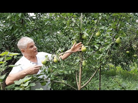 Видео: УХОД ЗА ГРУШЕЙ
