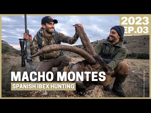 Видео: ОХОТНИЧИЙ ИСПАНСКИЙ КОЗЕРОК 😵 Похожи, но РАЗНЫЕ!