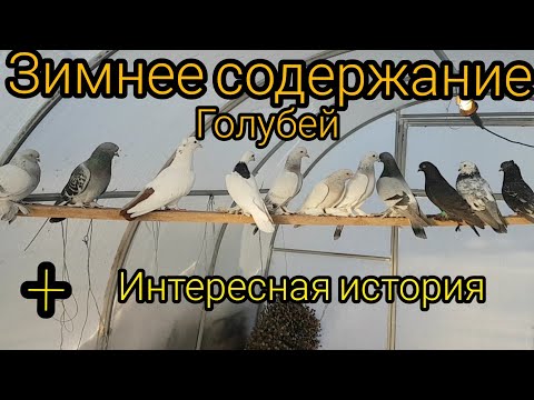 Видео: Зимнее содержание голубей.Поение,кормление!Winter maintenance of pigeons.Drinking,feeding!