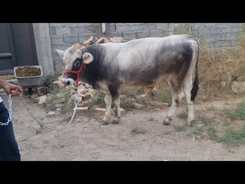 Видео: Номро барой тамос ☎️ +79993471977   904231223   Доставка Вахдат рафт 