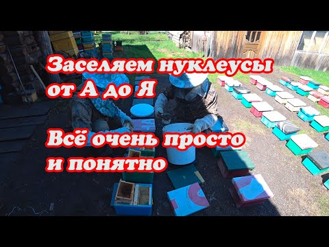 Видео: ЗАСЕЛЯЕМ НУКЛЕУСЫ ПЧЕЛОЙ от А до Я ДЛЯ ОБЛЁТА МАТОК