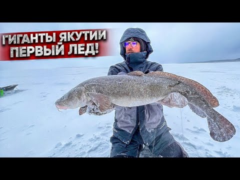 Видео: ОГРОМНЫЕ налимы не лезут в лунку. ПЕРВЫЙ лёд Якутия.