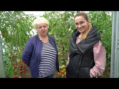 Видео: У коллекционера томатов Натальи Ёлушкиной . Август 2021