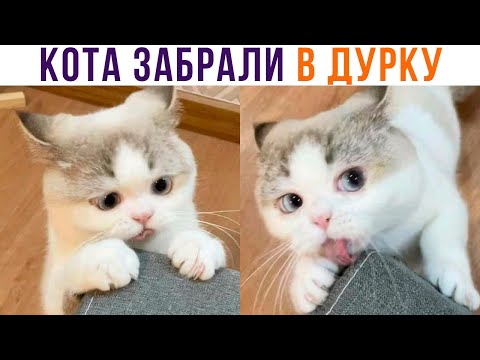 Видео: КОТА ЗАБРАЛИ В ДУРКУ))) Приколы с котами | Мемозг 884