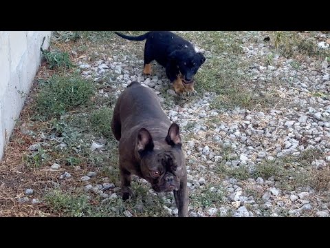 Видео: обратная сторона медали ЖИЗНИ вне ОРХИДЕЙ // в МАСЮ влюбился коротышка