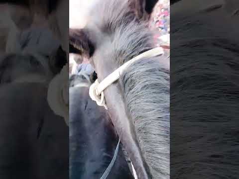 Видео: 5 ноября 2025 г.