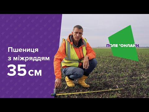 Видео: Посів пшениці сівалкою точного висіву з міжряддям 35 сантиметрів