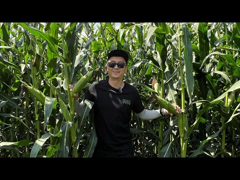 Видео: Обзор гибридов Journey, LG31479 и LG30500. КХ Азизова, Саймасай, Алматинская область.👏👏👏