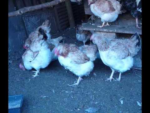 Видео: Куры породы Загорская Лососевая.