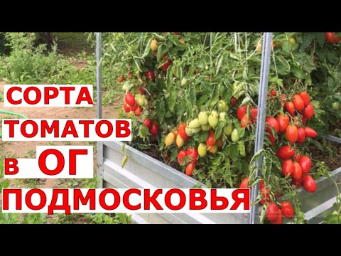 Видео: Обзор томатов в открытом грунте 13 новых сортов