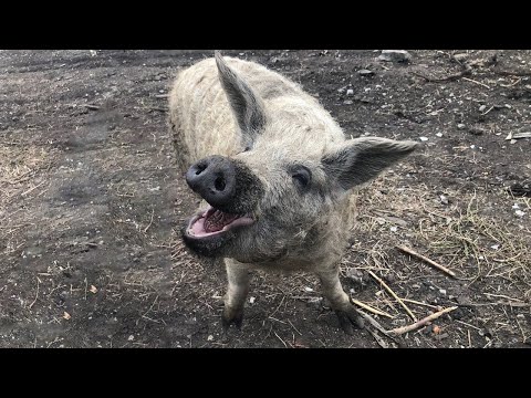 Видео: Свині кайфують, а ми працюємо! Звичайний понеділок 🇺🇦