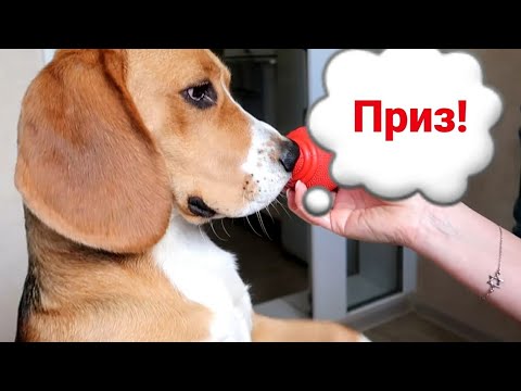 Видео: ОТМЕЧАЕМ ДЕНЬ РОЖДЕНИЯ КЕТТИ || СОБАКЕ 1 ГОД🥳