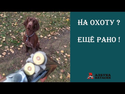 Видео: Натаска вместо охоты!  17 серия