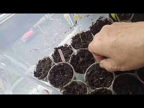 Видео: ЧИСТКА, ОСМОТР, ХРАНЕНИЕ  ЧЕРЕНКОВ.... 