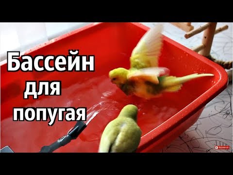 Видео: Бассейн для попугая. Как правильно купать попугая. Советы