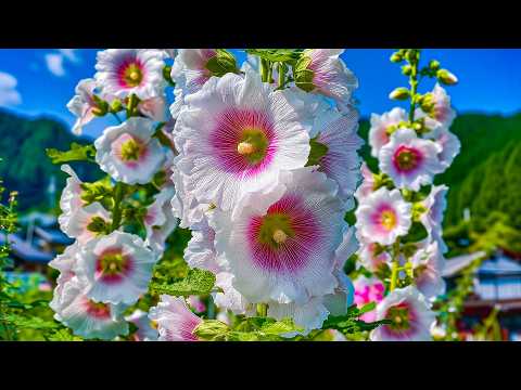 Видео: Послушайте 4 минуты, и ваша жизнь изменится навсегда — Музыка для счастливой и здоровой жизни 🍀 4K