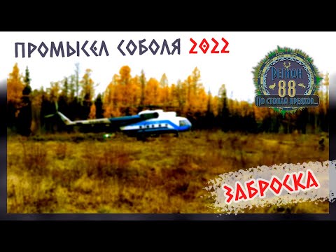 Видео: Регион 88 | Промысел соболя. Сезон 2022. Заброска