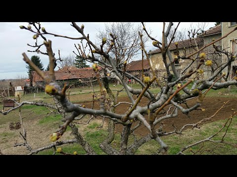 Видео: Резитба Круша.За просветляване плододаване и подмладяване.