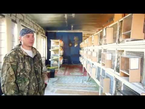 Видео: Кроликоферма
