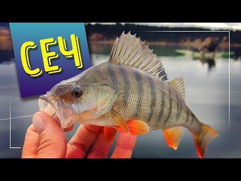 Видео: Костури на силикон. Бърз риболов. Монтаж Drop Shot