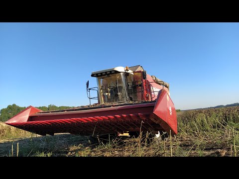 Видео: Подсолнечник даёт 38ц !?! Заделываем палки дискатором на КамАЗе - сезон 2020 -