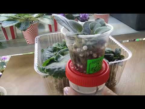 Видео: ФИАЛКИ./ Как я выращиваю листовые черенки. От листочка ло цветочка.