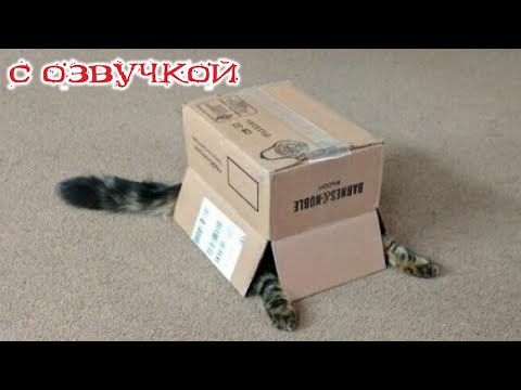 Видео: ПРИКОЛЫ С КОТАМИ! С ОЗВУЧКОЙ! Самые Смешные Животные! Смешные коты!!