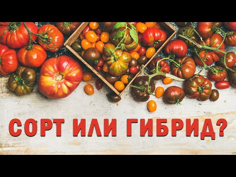 Видео: Что лучше: сорта или гибриды F1?