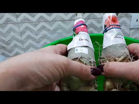 Видео: Обработка и посадка взрослых азиатских адениумов. Результат формирования кроны и корней у малышей.