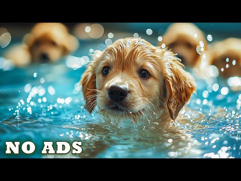 Видео: Успокаивающая Музыка для Собак🐶🌈Музыка для Снятия Тревоги Разлуки🎧ТВ для Собак Смотреть❤️Без РЕКЛАМЫ