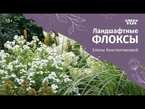 Видео: Флоксы Елены Константиновой