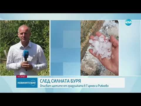 Видео: След бурята: 300 декара с тютюн са унищожени в село Рибново - Новините на NOVA (27.06.2024)