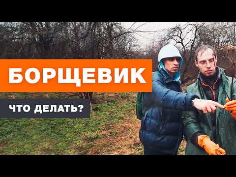 Видео: 3 ЭФФЕКТИВНЫХ СПОСОБА БОРЬБЫ С БОРЩЕВИКОМ | БОРЩЕВИК В МОСКВЕ | ОТ СОХИ ДО СОХИ | ВЫПУСК 5