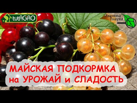 Видео: ВСЕГДА ТАК ПОДКАРМЛИВАЮ СМОРОДИНУ и ЗЕМЛЯНИКУ в МАЕ и ВСЕГДА С БОЛЬШИМ УРОЖАЕМ! ПРИРОДНАЯ ПОДКОРМКА!