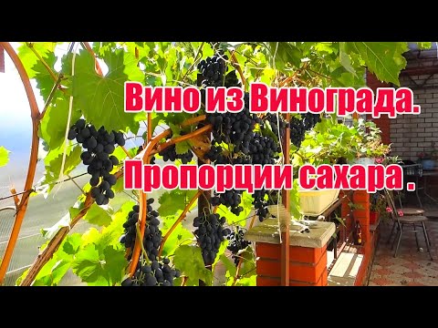 Видео: Вино из винограда 2022.  ВИНО В ДОМАШНИХ УСЛОВИЯХ.  Все о сахаре для новичков.