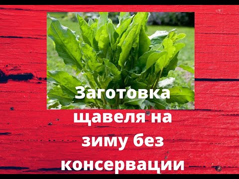 Видео: РЕЦЕПТ ЗАГОТОВКИ ЩАВЕЛЯ НА ЗИМУ БЕЗ КОНСЕРВАЦИИ