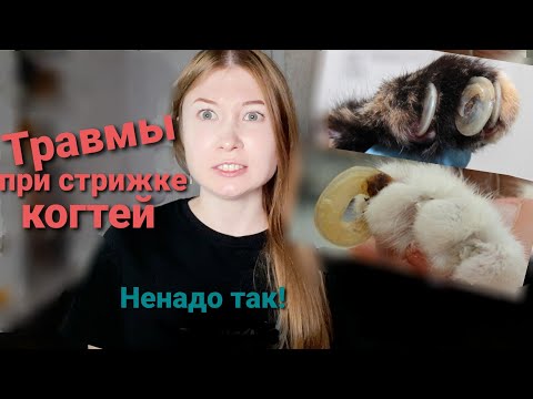 Видео: Как правильно стричь когти кошке. А вы знаете о гриндере?