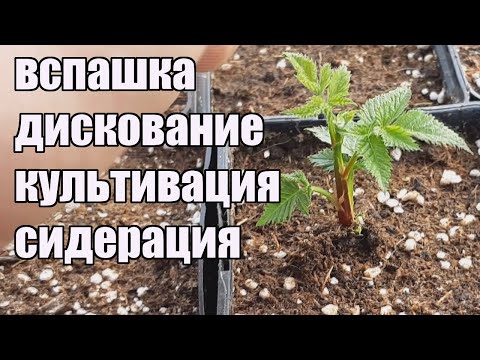 Видео: Подготовка почвы для посадки ежевики и малины