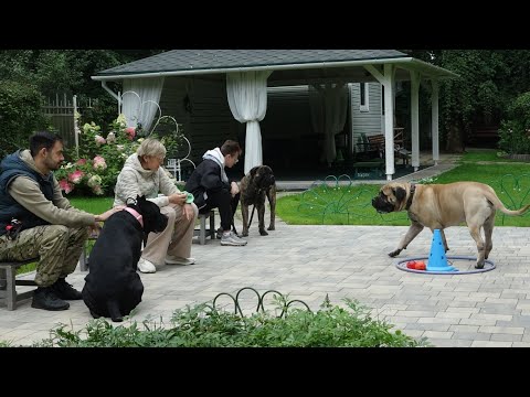 Видео: Кане-корсо и бульмастифы. Открытый урок с брахицефалами.