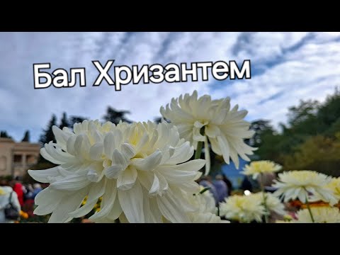 Видео: #Крым Бал Хризантем