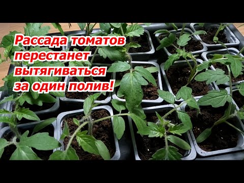 Видео: Рассада томатов сразу перестаёт вытягиваться- всего один полив!