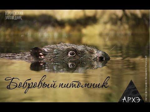 Видео: В гостях у бобров. Часть 1. Бобровый питомник